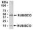 RuBisCO  antibody, NB110-81553, Novus Biologicals, Western Blot image 