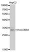 Major Histocompatibility Complex, Class II, DR Beta 3 antibody, LS-C331580, Lifespan Biosciences, Western Blot image 