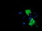 Phosphoinositide 3-kinase adapter protein 1 antibody, M08114, Boster Biological Technology, Immunofluorescence image 