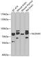 Neuroligin 4 X-Linked antibody, 23-330, ProSci, Western Blot image 