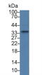 Sprouty RTK Signaling Antagonist 2 antibody, LS-C296499, Lifespan Biosciences, Western Blot image 