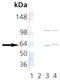 T-Complex 1 antibody, ADI-CTA-123-D, Enzo Life Sciences, Western Blot image 