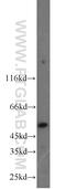 Peptidase Inhibitor 16 antibody, 12267-1-AP, Proteintech Group, Western Blot image 