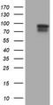 Paraplegin antibody, LS-C175082, Lifespan Biosciences, Western Blot image 