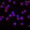 Macrophage Erythroblast Attacher antibody, PA5-47914, Invitrogen Antibodies, Immunocytochemistry image 