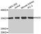 Inhibitor Of Growth Family Member 5 antibody, MBS126479, MyBioSource, Western Blot image 