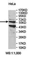 APC Down-Regulated 1 antibody, orb78336, Biorbyt, Western Blot image 