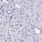 Dipeptidase 3 antibody, PA5-63597, Invitrogen Antibodies, Immunohistochemistry frozen image 