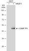 Nuclear Receptor Subfamily 2 Group F Member 1 antibody, NBP2-15974, Novus Biologicals, Western Blot image 