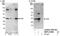 Golgi to ER traffic protein 4 homolog antibody, NBP1-41084, Novus Biologicals, Western Blot image 