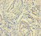 MCTS1 Re-Initiation And Release Factor antibody, LS-C372304, Lifespan Biosciences, Immunohistochemistry paraffin image 