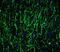 Musashi RNA Binding Protein 2 antibody, A02898, Boster Biological Technology, Immunofluorescence image 