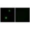 Cystatin SN antibody, A05560, Boster Biological Technology, Immunohistochemistry frozen image 