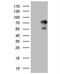Zinc Finger Protein 394 antibody, NBP2-46446, Novus Biologicals, Western Blot image 