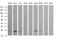 RAB24, Member RAS Oncogene Family antibody, MA5-26188, Invitrogen Antibodies, Western Blot image 