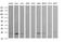 RAB24, Member RAS Oncogene Family antibody, MA5-26188, Invitrogen Antibodies, Western Blot image 