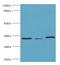 StAR Related Lipid Transfer Domain Containing 10 antibody, MBS1493352, MyBioSource, Western Blot image 