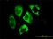 PARK2 antibody, MCA3315Z, Bio-Rad (formerly AbD Serotec) , Immunofluorescence image 