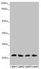 Methionine Sulfoxide Reductase B3 antibody, LS-C676079, Lifespan Biosciences, Western Blot image 