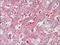 LYL1 antibody, AP32255PU-N, Origene, Immunohistochemistry paraffin image 