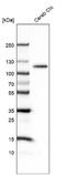 BAF Chromatin Remodeling Complex Subunit BCL11B antibody, NBP2-76493, Novus Biologicals, Western Blot image 
