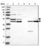 Glycogen Synthase Kinase 3 Alpha antibody, NBP1-87445, Novus Biologicals, Western Blot image 