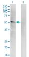 Leukocyte immunoglobulin-like receptor subfamily A member 2 antibody, H00011027-M14, Novus Biologicals, Western Blot image 