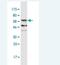 Extended Synaptotagmin 2 antibody, H00057488-M05, Novus Biologicals, Western Blot image 