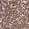 Phosphoglycolate Phosphatase antibody, PA5-60236, Invitrogen Antibodies, Immunohistochemistry paraffin image 