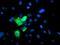 Cytochrome P450 Family 2 Subfamily A Member 6 antibody, MA5-25753, Invitrogen Antibodies, Immunocytochemistry image 