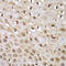 Integrator Complex Subunit 5 antibody, LS-C334842, Lifespan Biosciences, Immunohistochemistry frozen image 