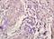 C-X-C Motif Chemokine Ligand 3 antibody, orb13448, Biorbyt, Immunohistochemistry paraffin image 