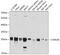 Casein Kinase 2 Beta antibody, 18-840, ProSci, Western Blot image 