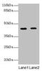 Glucose-Fructose Oxidoreductase Domain Containing 2 antibody, CSB-PA665476LA01HU, Cusabio, Western Blot image 