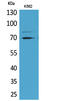 Kelch Like ECH Associated Protein 1 antibody, A00514-2, Boster Biological Technology, Western Blot image 