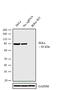 Component Of Inhibitor Of Nuclear Factor Kappa B Kinase Complex antibody, PA5-17803, Invitrogen Antibodies, Western Blot image 