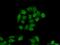 Replication Factor C Subunit 2 antibody, 10410-1-AP, Proteintech Group, Immunofluorescence image 