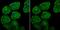 Galectin 7B antibody, A12693-2, Boster Biological Technology, Immunocytochemistry image 