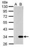 Galectin 9 antibody, PA5-29823, Invitrogen Antibodies, Western Blot image 