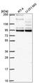 TCF11 antibody, HPA063384, Atlas Antibodies, Western Blot image 