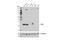 Lipocalin 2 antibody, 44058S, Cell Signaling Technology, Western Blot image 