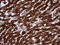 Peptidylprolyl Isomerase F antibody, LS-C791879, Lifespan Biosciences, Immunohistochemistry paraffin image 