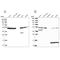 ST13 Hsp70 Interacting Protein antibody, NBP2-48865, Novus Biologicals, Western Blot image 