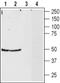 Neuropeptide Y Receptor Y2 antibody, PA5-77517, Invitrogen Antibodies, Western Blot image 