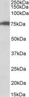 Cleavage stimulation factor subunit 3 antibody, PA5-37856, Invitrogen Antibodies, Western Blot image 