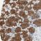 Ajuba LIM Protein antibody, NBP1-89570, Novus Biologicals, Immunohistochemistry frozen image 