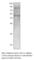 Annexin A6 antibody, ANXA6-601AP, FabGennix, Western Blot image 