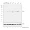 Protein Disulfide Isomerase Family A Member 6 antibody, PA5-13616, Invitrogen Antibodies, Western Blot image 