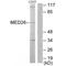Mediator Complex Subunit 26 antibody, A09340, Boster Biological Technology, Western Blot image 