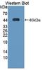 Thioredoxin Interacting Protein antibody, LS-C372673, Lifespan Biosciences, Western Blot image 